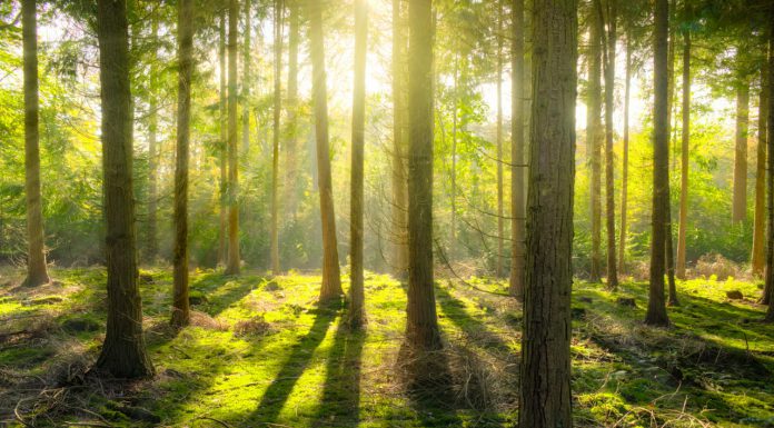 Reiten in Wald und Feld: Neues Landesnaturschutzgesetz NRW