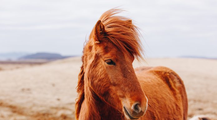 Trail-Training mit Stephanie Hagemann