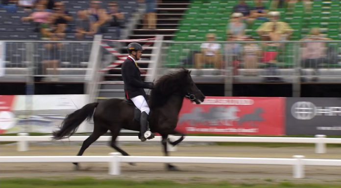 Tag des Islandpferdes: Lauter Siegertypen