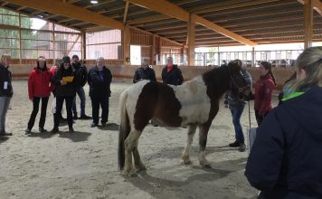 Beurteilung von Jungpferden: Viel gelernt