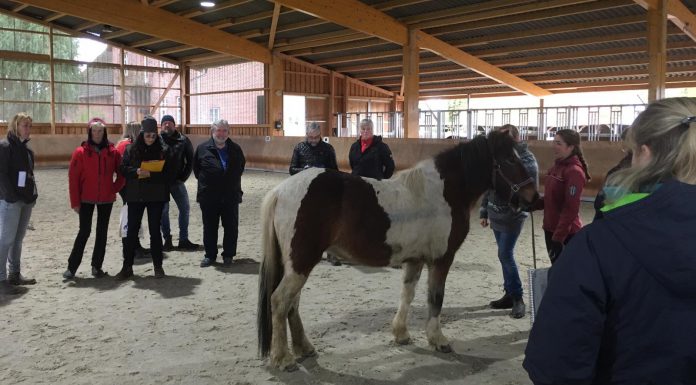 Beurteilung von Jungpferden: Viel gelernt