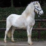 SteinarvomIsterbergerhof02