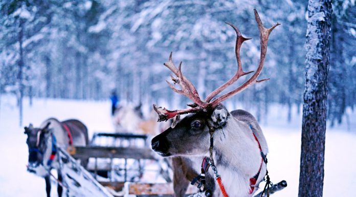 Fröhliche Weihnachten