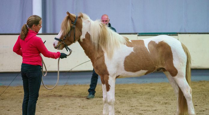 Jungpferdematerialprüfung Starterliste