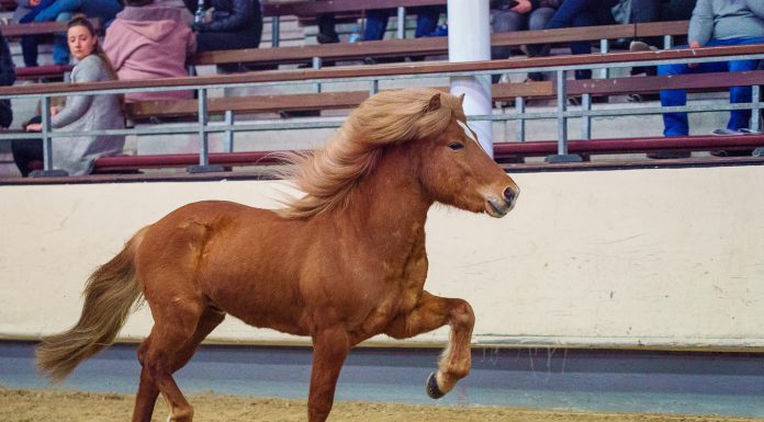 Handorfer Islandpferdetage: Jetzt nennen