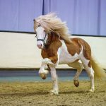 Moli_Krijn_Buijtelaar