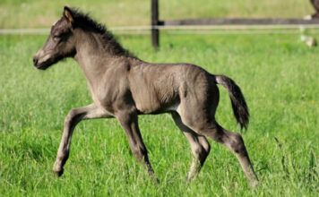 Fohlenreise Westfalen mit Jungpferdeprüfungen 2020