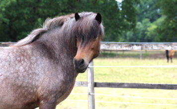 Freie Plätze! Pferdeführerschein Umgang