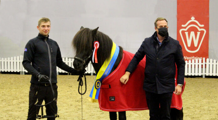 Jungpferdematerialprüfung