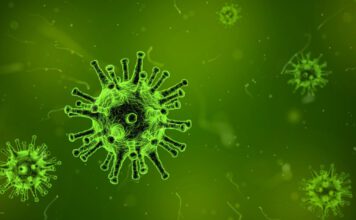 Impfempfehlung Herpesvirus (EHV-1)