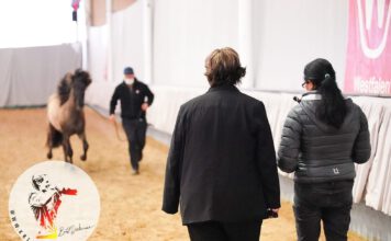 Jungpferdematerialprüfung & Körung 2021