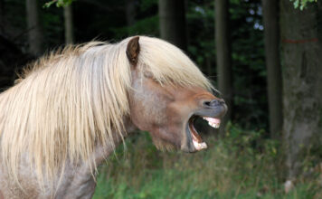 Webinar Equidentalis – jetzt anmelden!