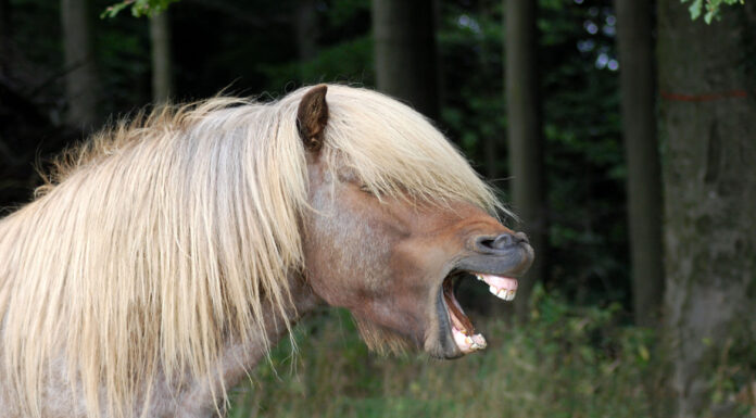 Webinar Equidentalis – jetzt anmelden!