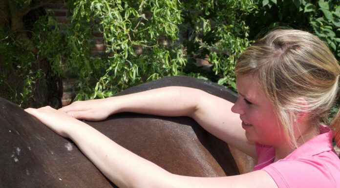 Pferdemassage – Kurs mit Vera Stahl