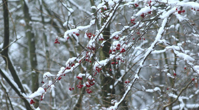 Einladung zur Jahreshauptversammlung 2023