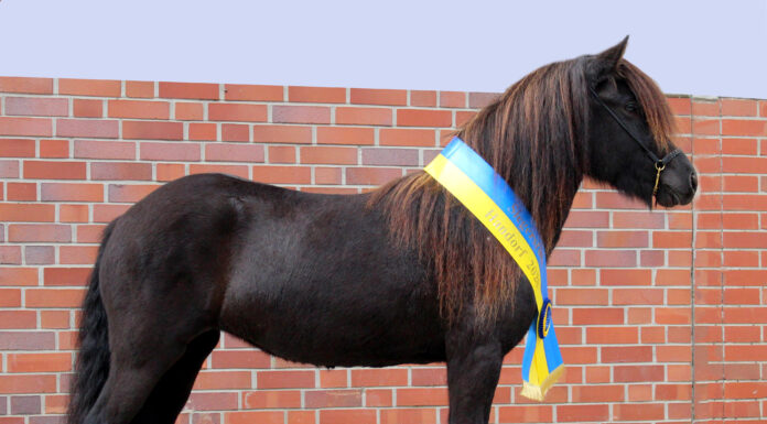 Jungpferdematerialprüfung und Körung 2023