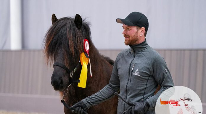 Jungpferdematerialprüfung und Körung Bericht