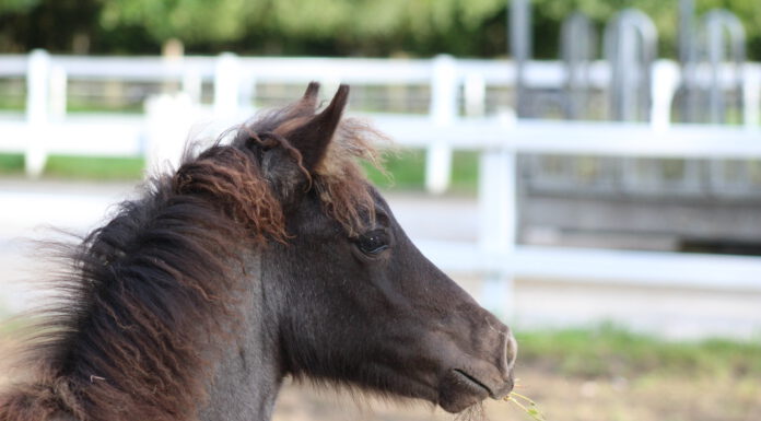 Fohlenreise Westfalen-Lippe