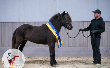 Jungpferdematerialprüfung und Körung