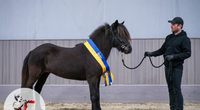 Jungpferdematerialprüfung und Körung