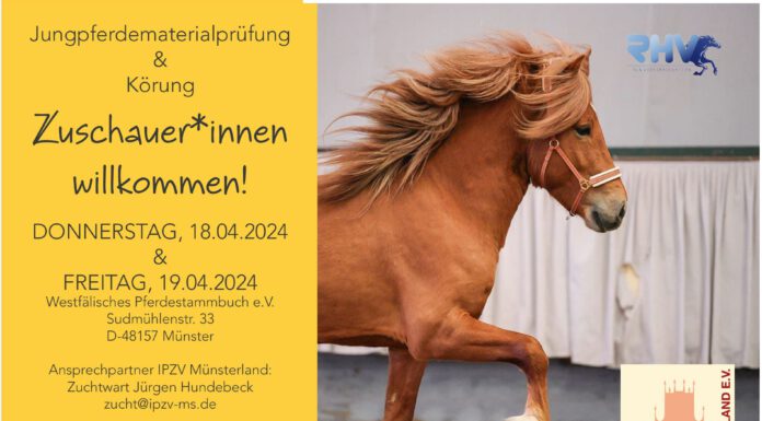 Jungpferdematerialprüfung und Körung