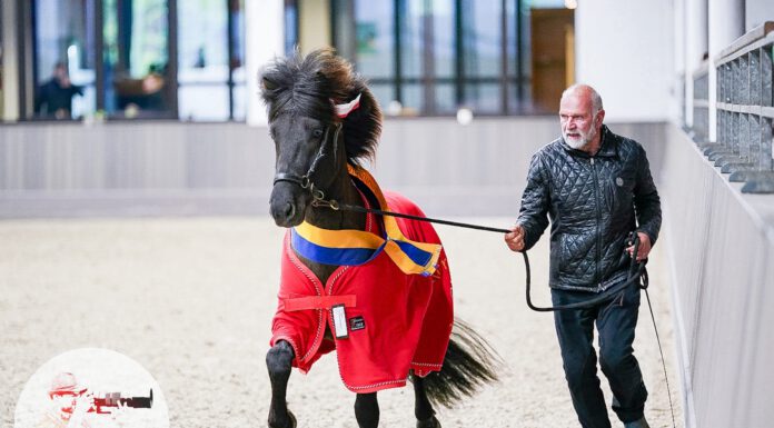 Ergebnisse Jungpferdematerialprüfung und Körung