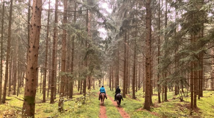 Vereins-Orientierungsritt am 04.10.2025 – fällt aus-