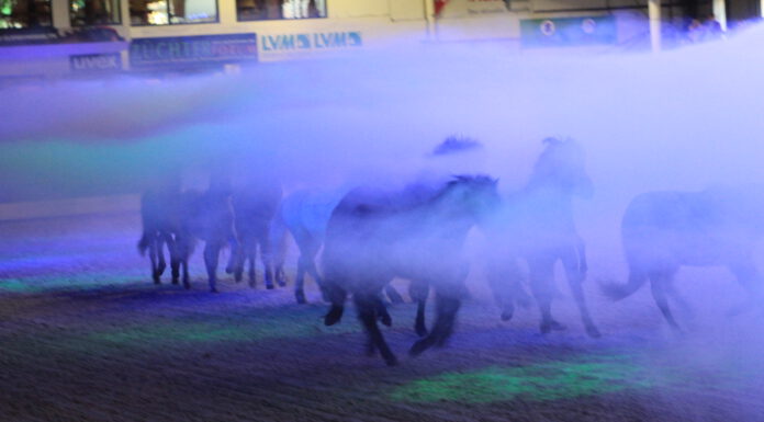 Showabend Acts und Infos