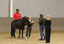 Hengstschau: Zucht, Sport und Perspektiven